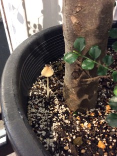 %e3%81%8d%e3%81%ae%e3%81%93