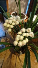 1480744140767-%e3%82%b3%e3%83%94%e3%83%bc