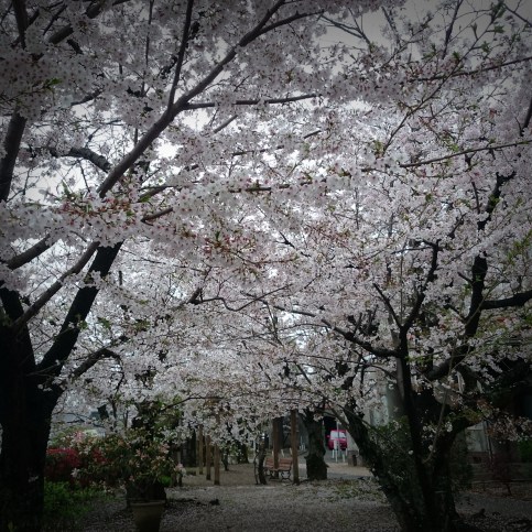 17-04-11-17-37-04-076_photo (002)