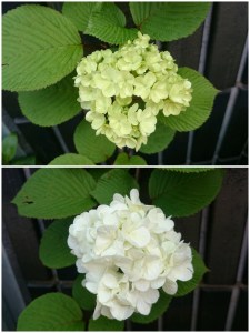 17-04-26-14-29-26-220_deco