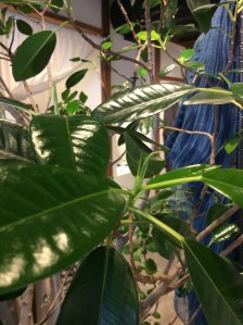 019ae66fb6226a76541c5ca8654280dca2cee932fa