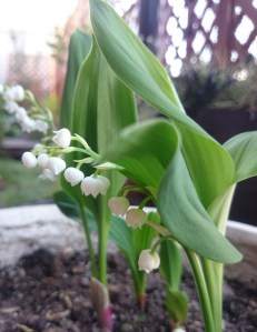 17-05-08-13-28-31-217_deco