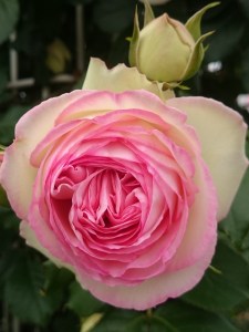 17-05-12-12-07-40-950_photo