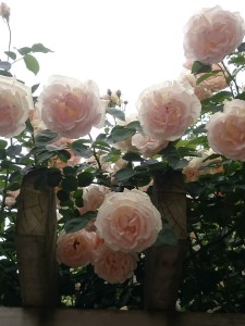 17-05-12-12-24-27-492_photo