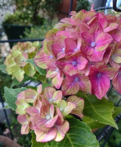 17-05-16-15-45-56-362_deco