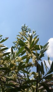 17-05-28-16-38-26-830_deco