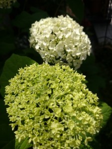 17-06-03-10-32-44-452_photo