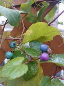 16-10-29-11-24-04-377_photo