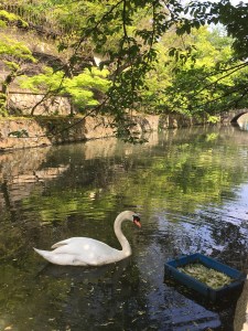大原美術館前の白鳥さん