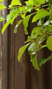 5E70FE39-6D28-4A89-8829-36308EBC3F1F